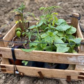 Kış Sebzeleri Fide Paketi (Karışık)