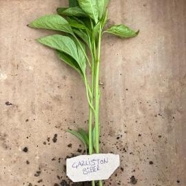 Sarı Çarliston Biber Fidesi (10 Adet)