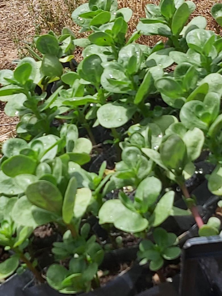 Aşı Semizotu Fidesi (10 Adet)