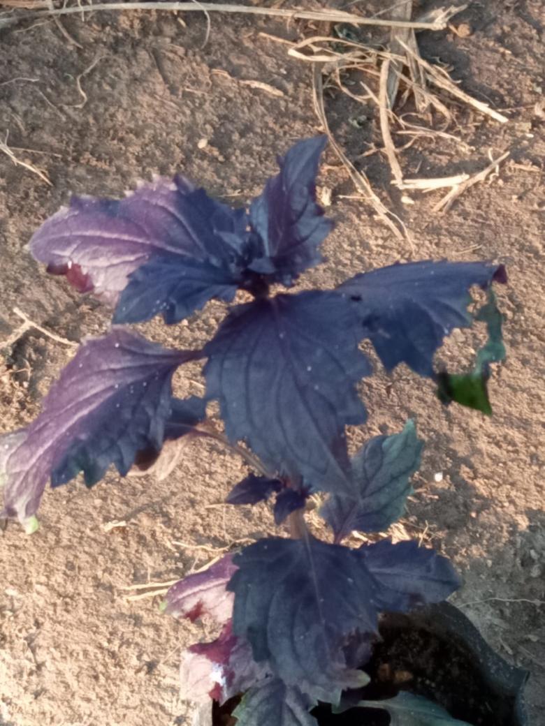 Kırmızı Reyhan Fidesi (10 Adet)