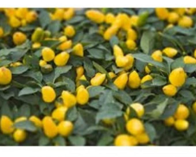 Turşuluk Biber Fidesi (10 Adet)