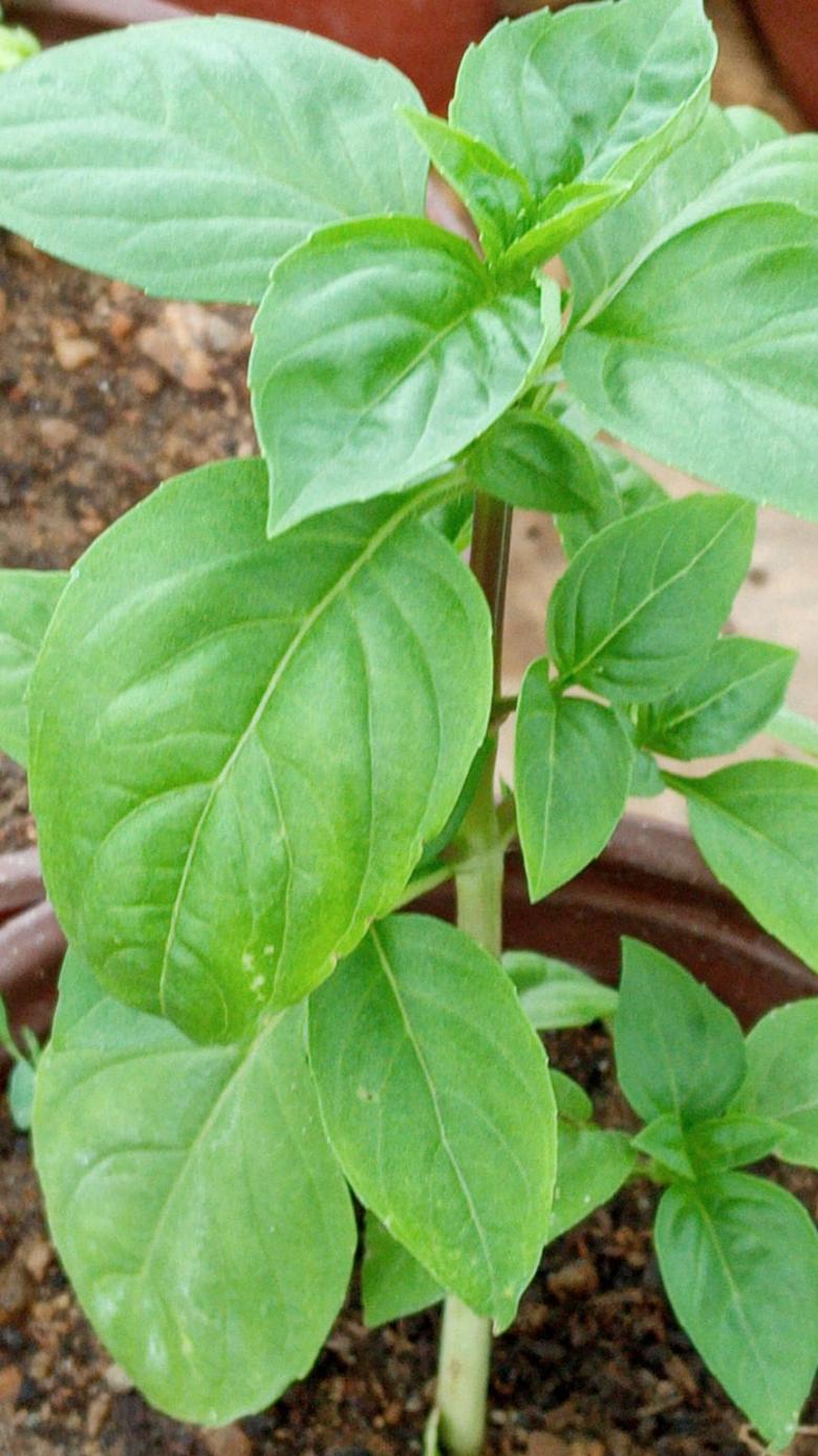 Yeşil Reyhan Fidesi (10 Adet)