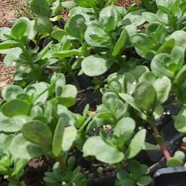 Aşı Semizotu Fidesi (10 Adet)