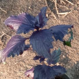 Kırmızı Reyhan Fidesi (10 Adet)