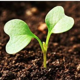 Tohum ve gübre paketi