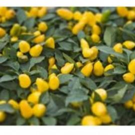 Turşuluk Biber Fidesi (10 Adet)