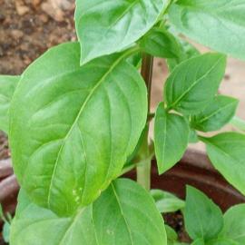 Yeşil Reyhan Fidesi (10 Adet)