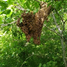 Organik Çiçek Balı