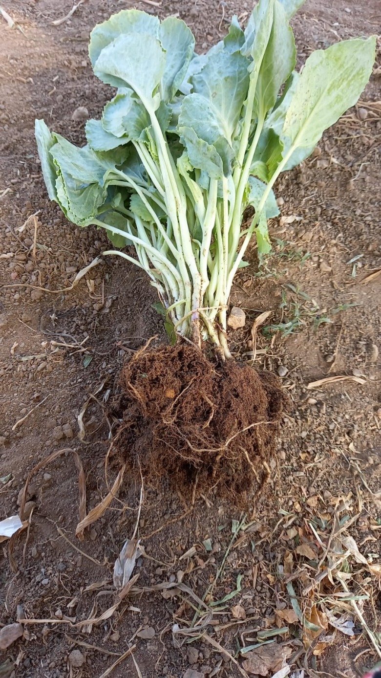 Brokoli Fidesi (10 Adet)