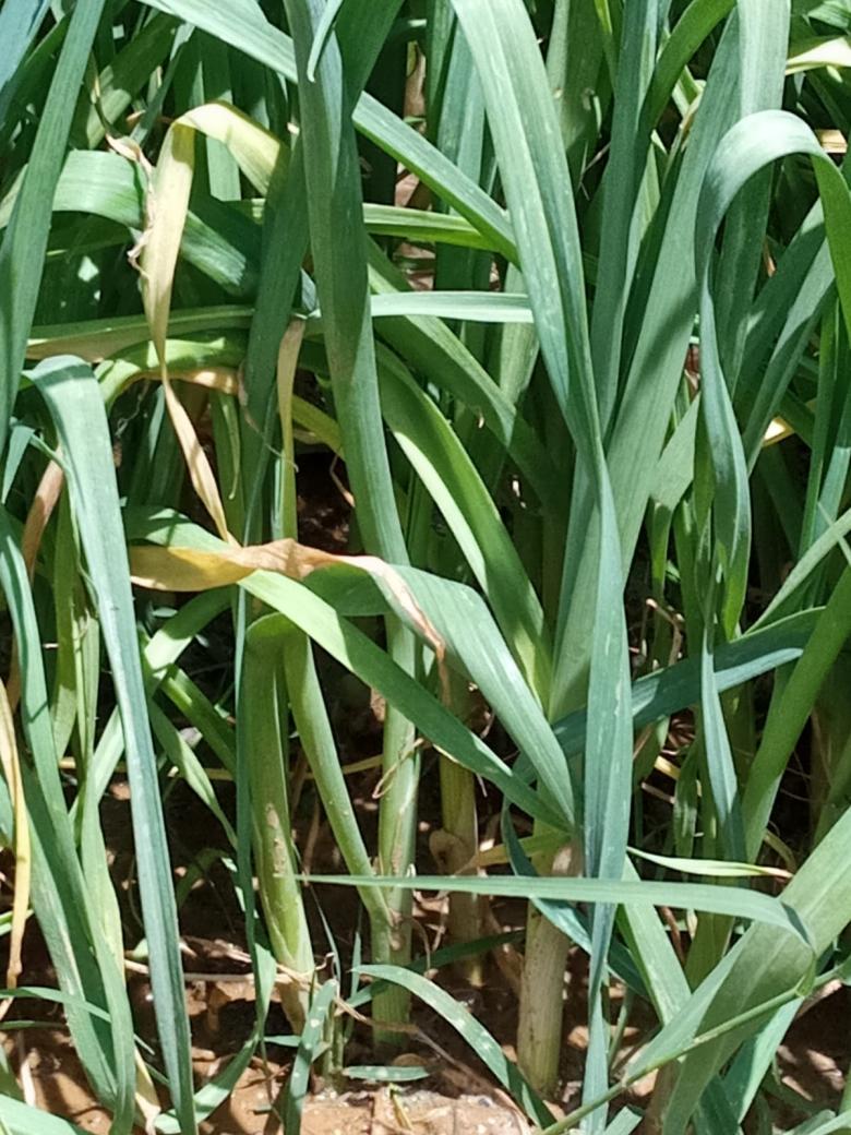 Pırasa Fidesi (20 Adet - Açık Kök)