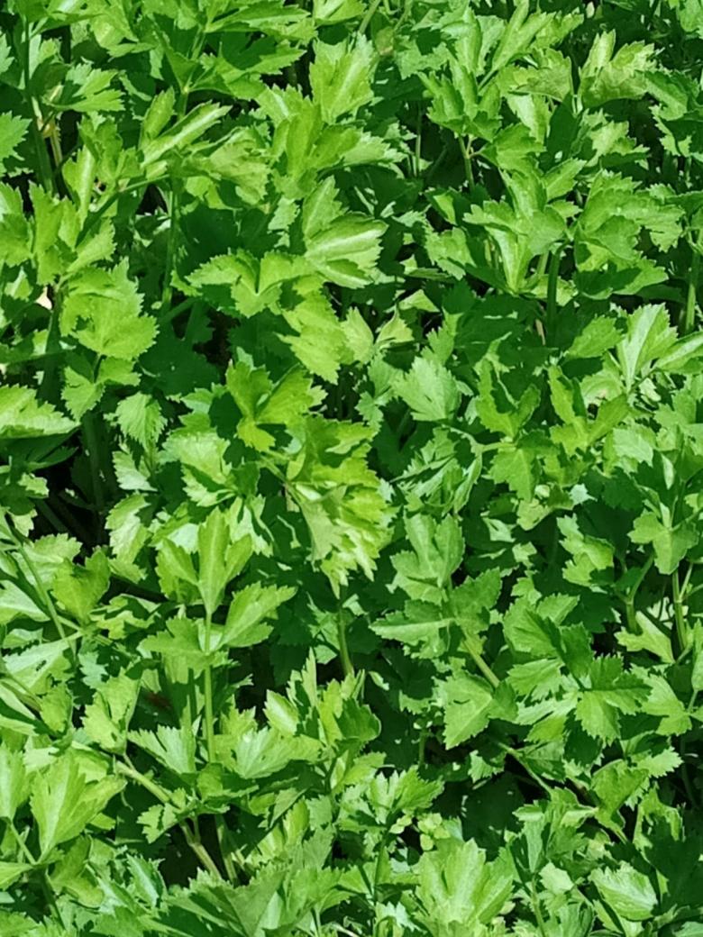 Kereviz Fidesi (20 Adet - Açık Kök)