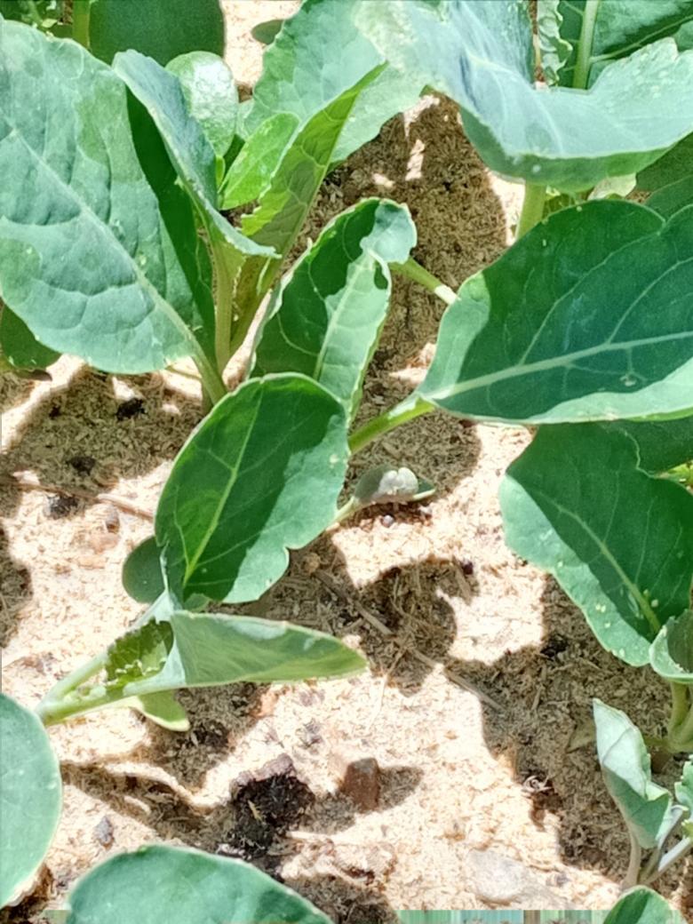 Karnabahar Fidesi (20 Adet)