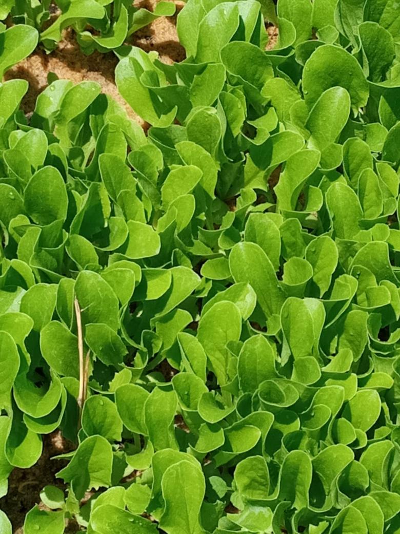 Yedikule Marul Fidesi (20 Adet)