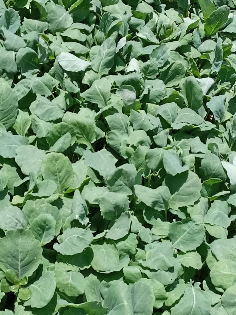 Kara Lahana Fidesi (20 Adet)