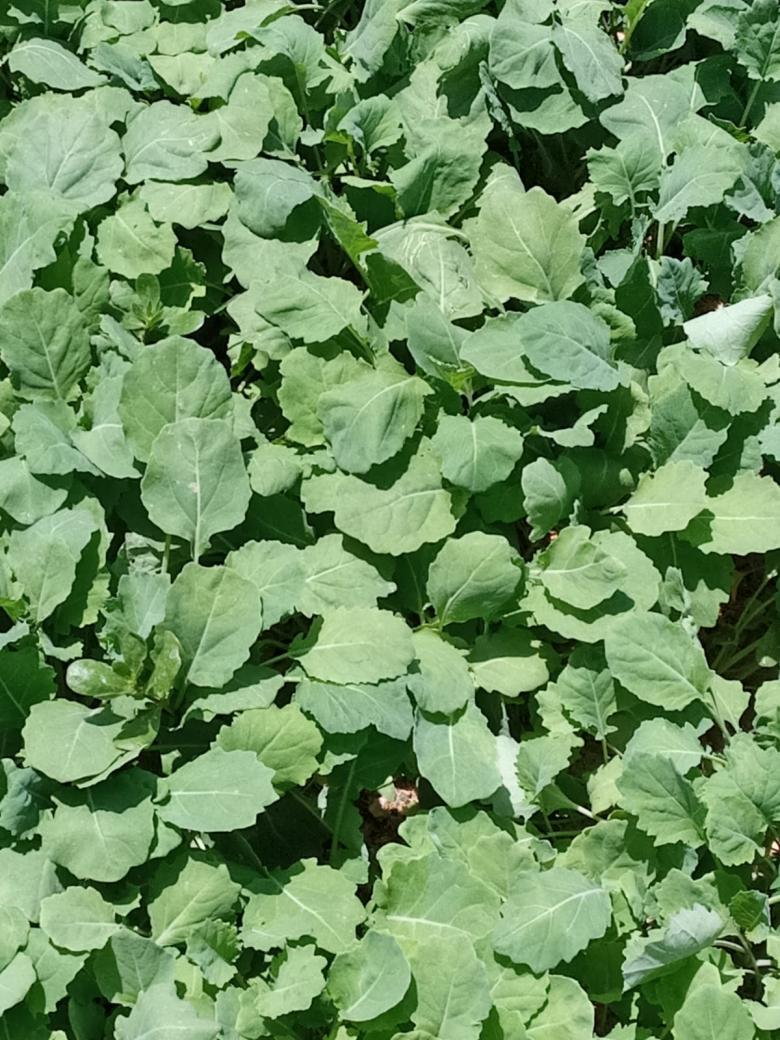 Beyaz Lahana Fidesi (20 Adet)