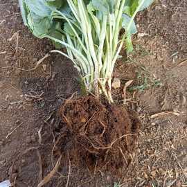 Brokoli Fidesi (10 Adet)