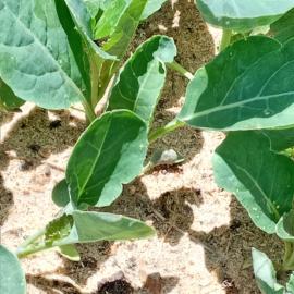 Karnabahar Fidesi (20 Adet)