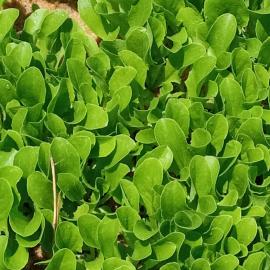 Yedikule Marul Fidesi (20 Adet)