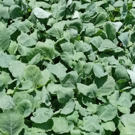 Kara Lahana Fidesi (20 Adet)