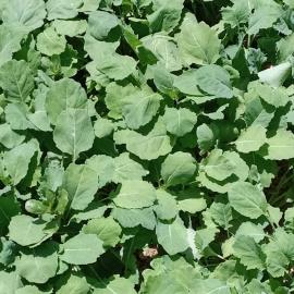 Beyaz Lahana Fidesi (20 Adet)