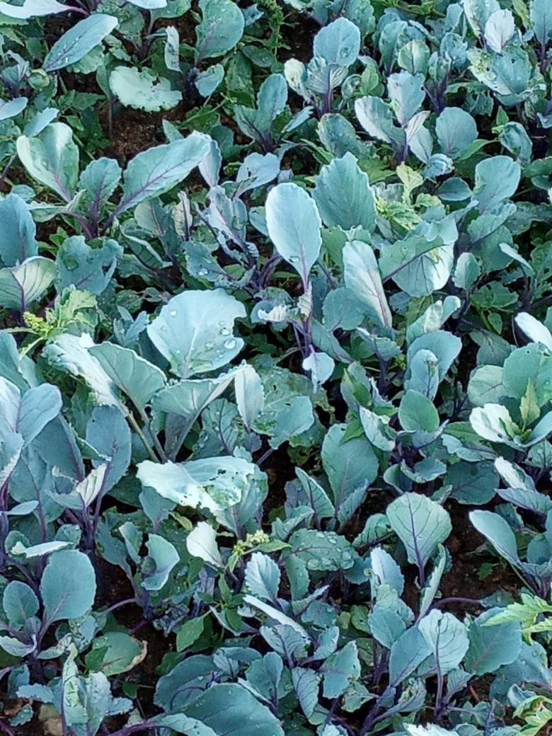 Kırmızı Lahana Fidesi (20 Adet)