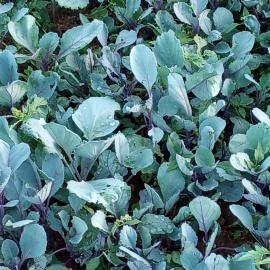 Kırmızı Lahana Fidesi (20 Adet)