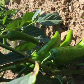 Defne Sabunu (Saf Defne Yağı - 1 Kg)