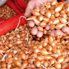 Arpacık Soğan (Tohumluk - Göver)