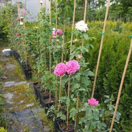 Isparta gülü fidanı 