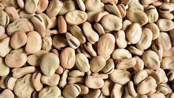 Beyaz Bakla Tohumu (500 Gr)