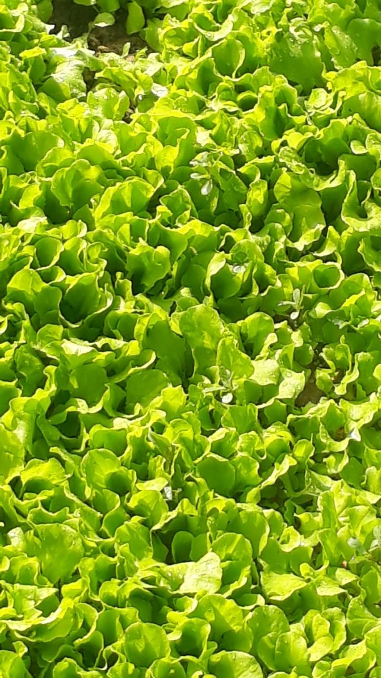 Sarı Kıvırcık Marul Fidesi (20 Adet)