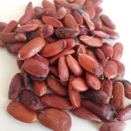 Kırmızı Bakla Tohumu (500 Gr)