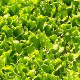 Sarı Kıvırcık Marul Fidesi (20 Adet)