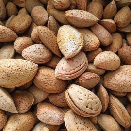 Taş Bademi (Kabuklu - Sertavul Yaylası)