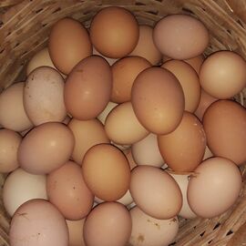 Gezen Tavuk Yumurtası (Adet)