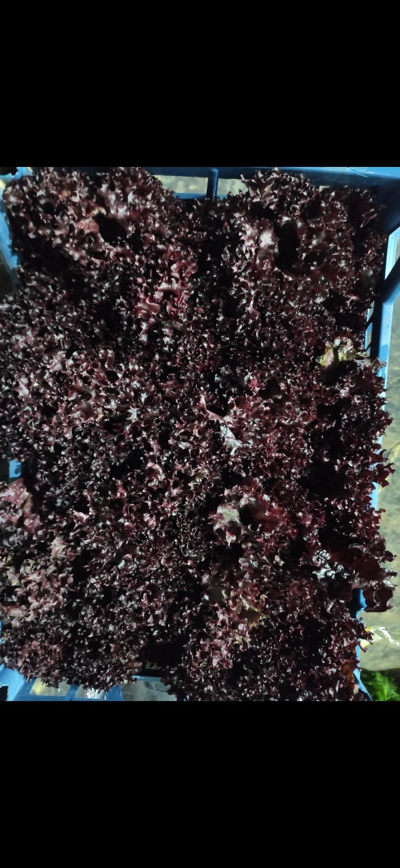 Kırmızı Marul (Lolo Rosso)