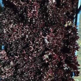 Kırmızı Marul (Lolo Rosso)