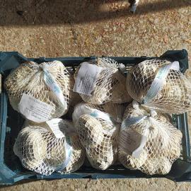 SARIMSAK KURU 1.SINIF