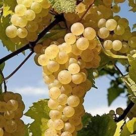 Pekmez Afyonsiyah Üzüm Pekmezi - Sedlin Natural