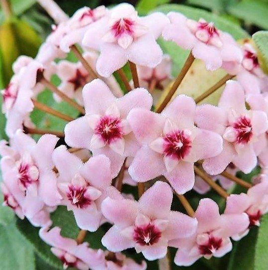 Mum Çiçeği Fidesi (Hoya Carnosa - Köklenmiş)