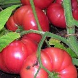 İnce Kabuklu Pembe Domates Tohumu (20 Adet) (Ata Tohumu)