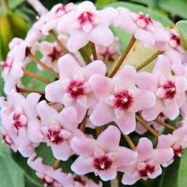 Mum Çiçeği Fidesi (Hoya Carnosa - Köklenmiş)