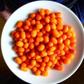 Yabani İğde (Donuk Tane)