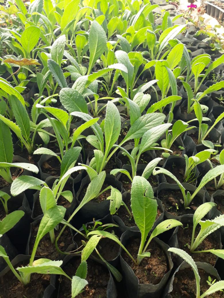 Enginar Fidesi (5 Adet)