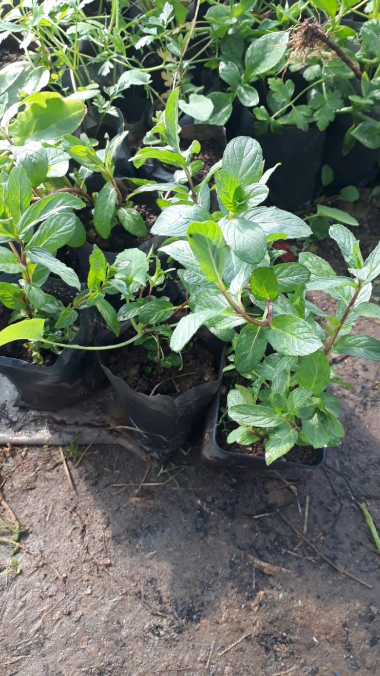 Nane Fidesi (Yeşil - 5 Adet)