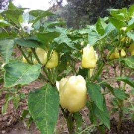 (Ata Tohumu) Sari Dolma Biber Tohumu (20 Adet)