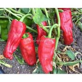 (Ata Tohumu) Urfa Aci Dolma Biber Tohumu (1 Paket----10 Adet)