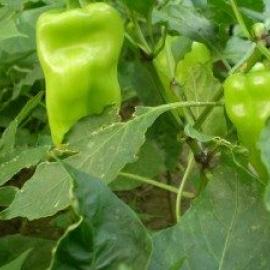 (Ata Tohumu) Üçburun Köy Biberi Tohumu (1 Paket----10 Adet)