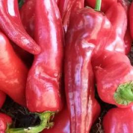 (Ata Tohumu) Aci Azatli Biberi Tohumu (20 Adet)