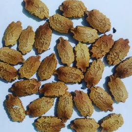 Kudret Narı Tohumu (30 Adet)